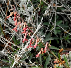 Penstemon rostriflorus