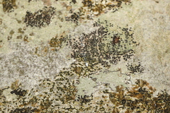 Lecidella elaeochroma