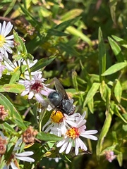 Calliphora vomitoria