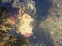 Botrylloides violaceus