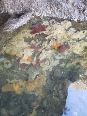 Botrylloides violaceus