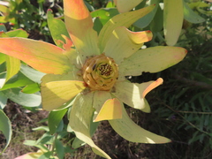 Leucadendron tinctum