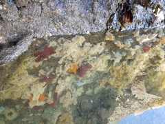 Botrylloides violaceus