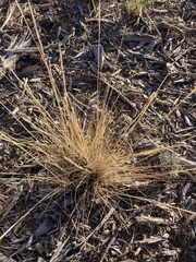 Pseudoroegneria spicata