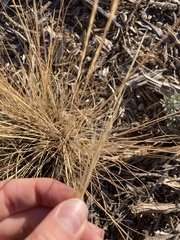 Pseudoroegneria spicata