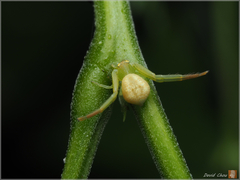 Ebrechtella pseudovatia