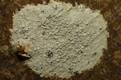 Pertusaria hymenea
