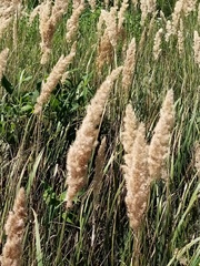 Calamagrostis epigejos