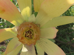 Leucadendron tinctum