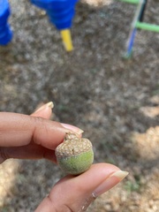 Quercus