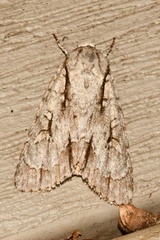 Acronicta lobeliae