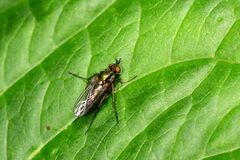 Dolichopus ungulatus