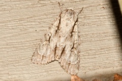 Acronicta lobeliae