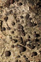 Jackrogersella multiformis