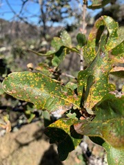 Quercus × eplingii