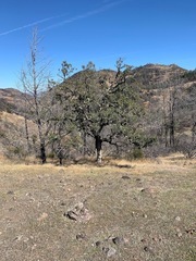 Quercus × eplingii