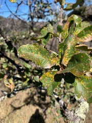 Quercus × eplingii