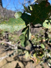 Quercus × eplingii