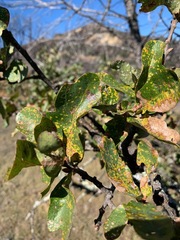 Quercus × eplingii