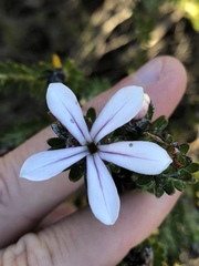 Adenandra gummifera