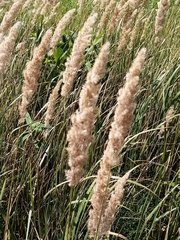 Calamagrostis epigejos