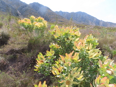 Leucadendron tinctum