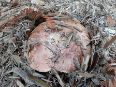 Butyriboletus persolidus