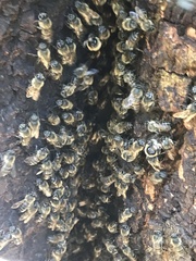 Apis mellifera capensis