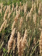 Calamagrostis epigejos