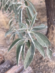 Elaeagnus angustifolia