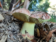 Butyriboletus persolidus