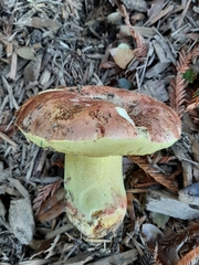 Butyriboletus persolidus