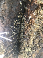 Apis mellifera capensis