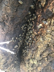 Apis mellifera capensis