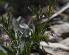 Vicia parviflora