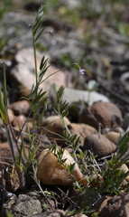 Vicia parviflora