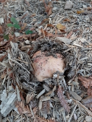 Butyriboletus persolidus