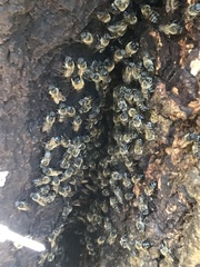 Apis mellifera capensis