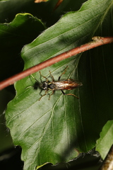 Tenthredo ferruginea