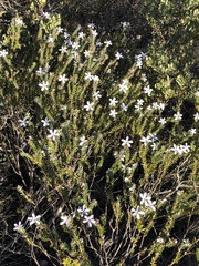 Adenandra gummifera