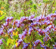 Anthobaphes violacea