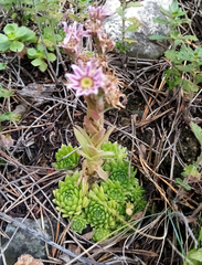 Sempervivum caucasicum