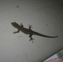 Lygodactylus capensis