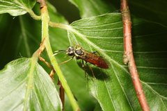 Tenthredo ferruginea