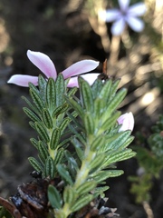 Adenandra gummifera