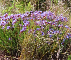 Anthobaphes violacea