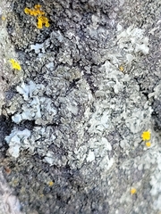 Phaeophyscia