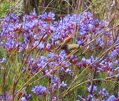 Anthobaphes violacea