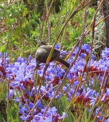Anthobaphes violacea