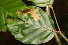 Orchestes fagi